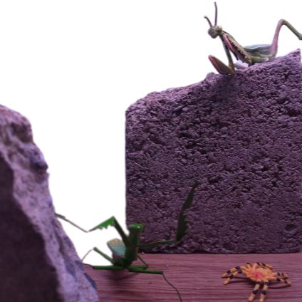 Vivarium mimentomologique